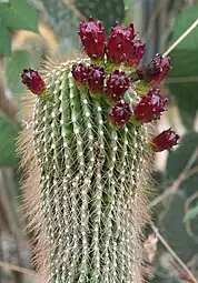 Flower buds