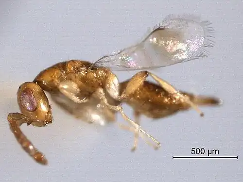 Neocalosoter scolytivora