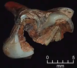 M2 molar of N. recens