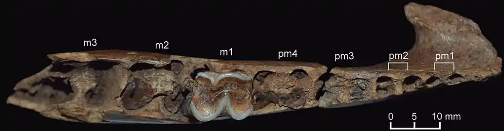 Right hemimandible of N. recens