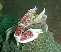 Close up Chelipeds of Neopetrolisthes maculatus, 2006