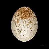 Egg