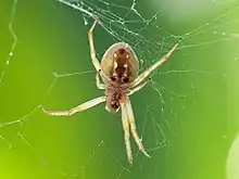 Female ventral