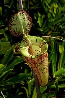 N. ampullaria × N. rafflesiana