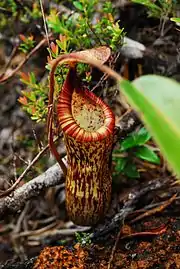 ? N. justinae × N. peltata (upper pitcher)