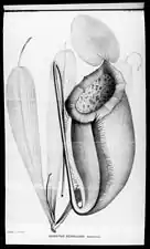 Illustration of N. merrilliana from Macfarlane's type description of 1911