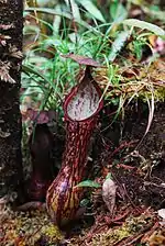 A lower pitcher from Mount Masay, Mindanao