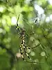 Female spider with two males in Tokyo, Japan