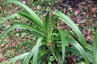 Foliage of a cultivated plant