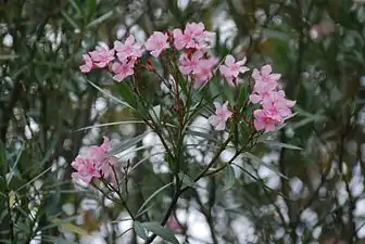 Nerium oleander