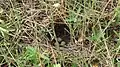 Cup shaped nest with three eggs from Hoskote near Bangalore, India