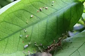 Leaf holding the nest showing "rivets"