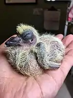 A nestling feral pigeon at the Wild Bird Fund, one of the most frequent patients.