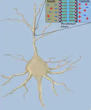 Capacitance in a neuron fiber