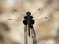 Male, dorsal view