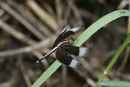 Neurothemis tullia male