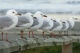 Second-winter, first-winter, and adult birds (first three, from front)