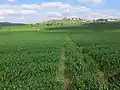 Wheat fields in the Valley of Elah