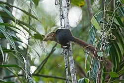 Gray and brown treeshrew