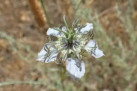 Close-up of flower