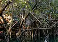 Night Heron on the Oleta River