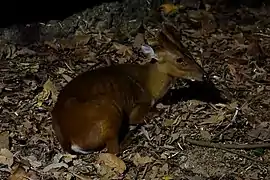 Indian muntjac