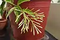 Cestrum nocturnum buds