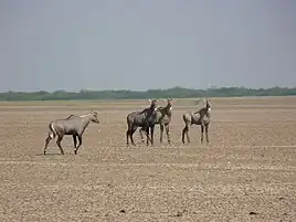 Nilgai group at Wild Ass Sanctuary, Little Rann of Kutch