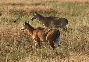 Two female nilgais