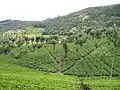 Tea plantations