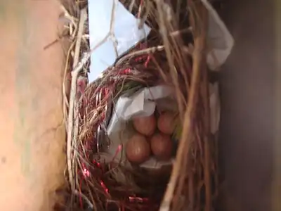 Bird's nest in a mailbox, located in a residence of the Northern Zone of São Paulo, Brazil; note the use of plastic bags, twigs, and feathers in its construction