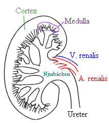 Kidney