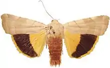 Mediterranean yellow underwingNoctua tirrenicaNoctuinae