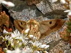 Imago. Underside view