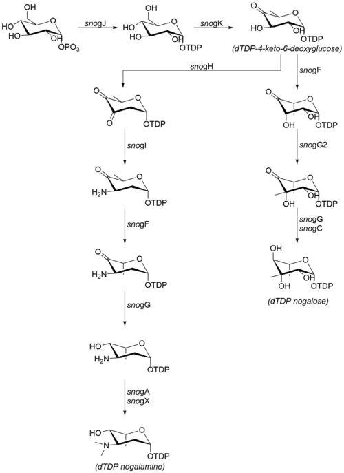 Biosynthetic pathway for the carbohydrate moieties of nogalamycin.