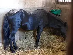 Nordfjior, a purebred Asturcón stallion donated to the Haras National d'Hennebont by the Asturian delegation at the 2013 Lorient Interceltic Festival.