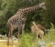 Giraffes