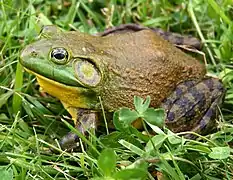 American bullfrog