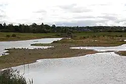 Lapwing and geese on a gravel spit, in a shallow lake, with grass, trees and hedgerows behind; on an overcast day.