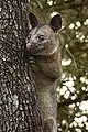 Northern brushtail possum (T. arnhemensis)