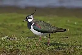 Northern lapwing (Vanellus vanellus)