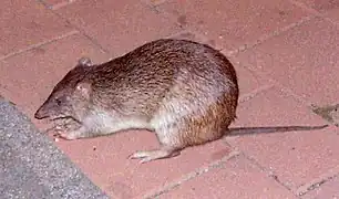 Brown bandicoot