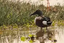 Northern Shoveler