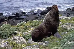 Brown seal