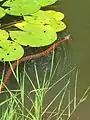 Northern watersnake swimming in pond Hayesville, North Carolina