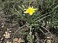 Showing flower and undulating leaf margins