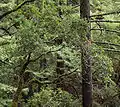 Notholithocarpus densiflorus, with Coast Douglas-firs Pseudotsuga menziesii subsp. menziesii and Coast Redwood behind in Sunset Trail, Big Basin Redwoods State Park, Santa Cruz Mountains, California.