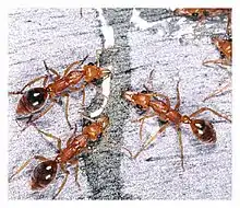 Foraging workers feeding on experimental honey on a tree.