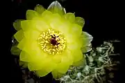 Close-up of flower