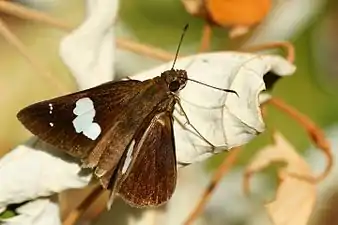 Dorsal view